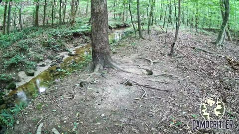 CamoCritter Critter Cam Live Stream