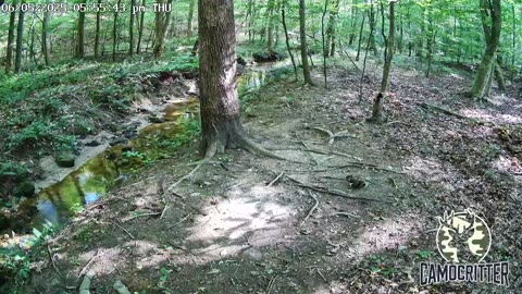 CamoCritter Critter Cam Live Stream