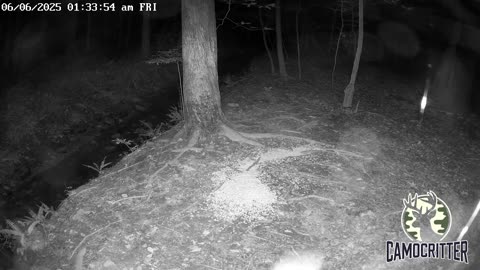 CamoCritter Critter Cam Live Stream