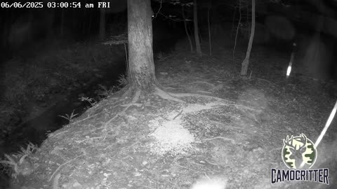 CamoCritter Critter Cam Live Stream