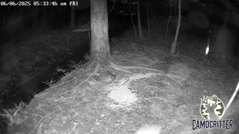 CamoCritter Critter Cam Live Stream