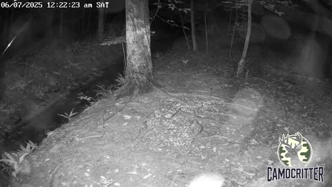 CamoCritter Critter Cam Live Stream