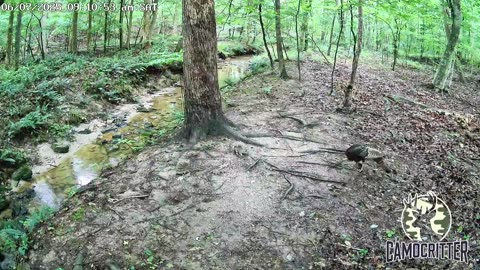 CamoCritter Critter Cam Live Stream