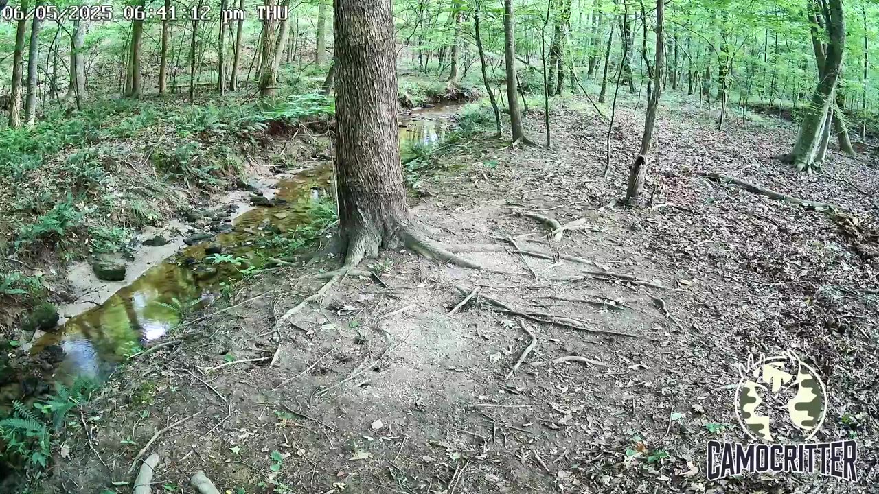 CamoCritter Critter Cam Live Stream