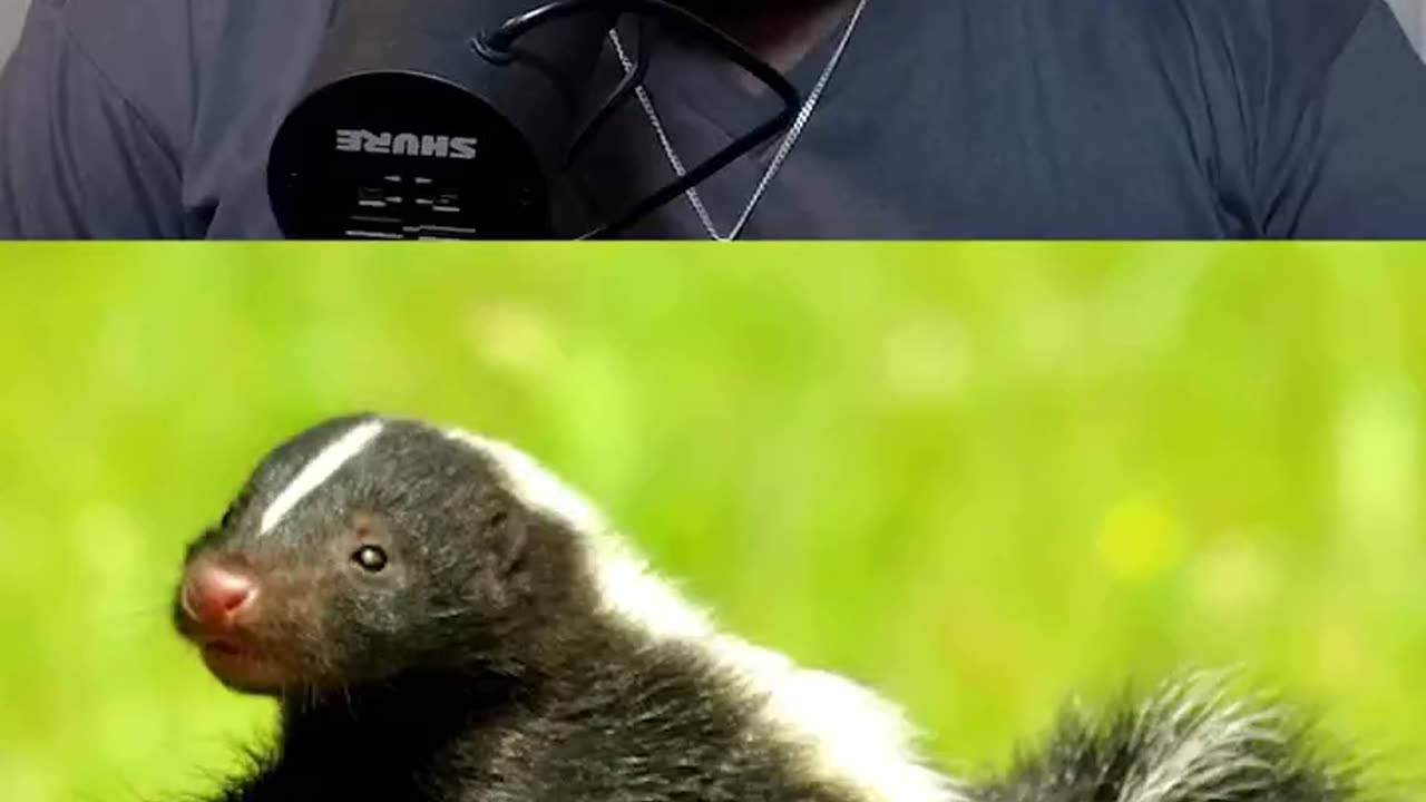 CEE DEE AND HUNTER FAMILIA TWO SKUNKS