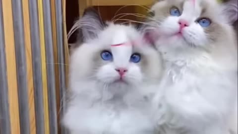 Adorable Kittens_ A Purrfectly Playful