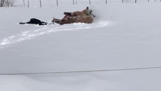 Horse mimics a woman making snow angels
