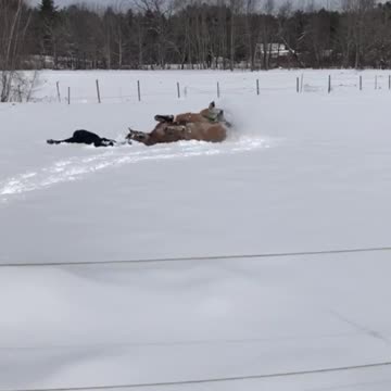 Horse mimics a woman making snow angels