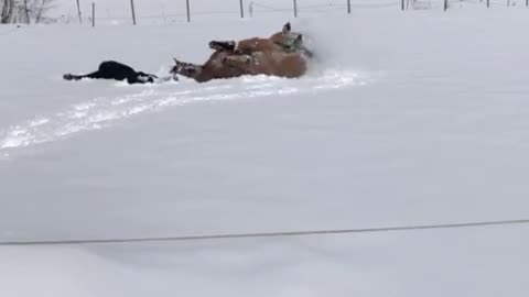 Horse mimics a woman making snow angels