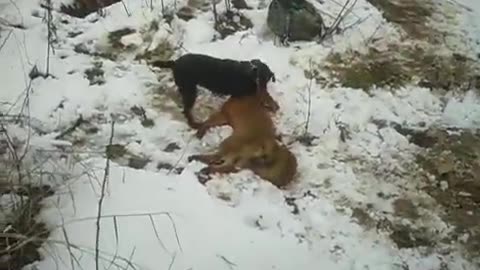 Jagd kills fox
