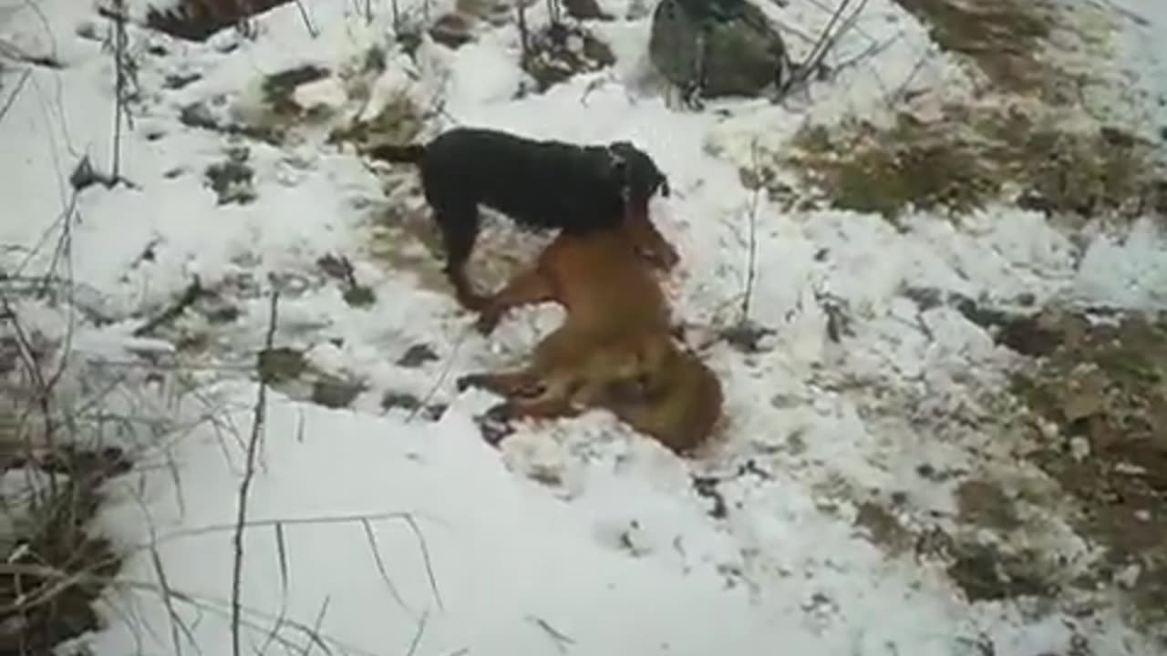 Jagd kills fox