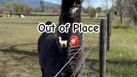 🦙📢 Llama Alert! #llama #llamaalert