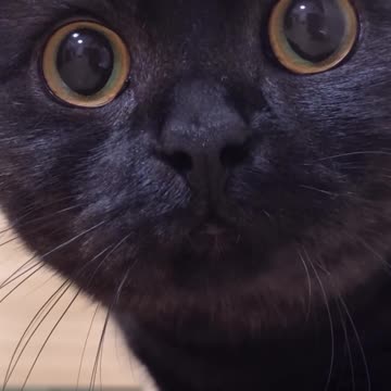 Cute Black Cat Comes Close to the Camera