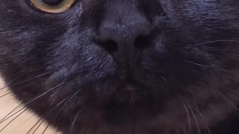 Cute Black Cat Comes Close to the Camera