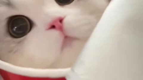 Adorable Kitten’s First Meow –