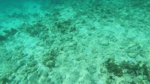 Barracuda Visit while Snorkeling in Grand Cayman - watch till the end!