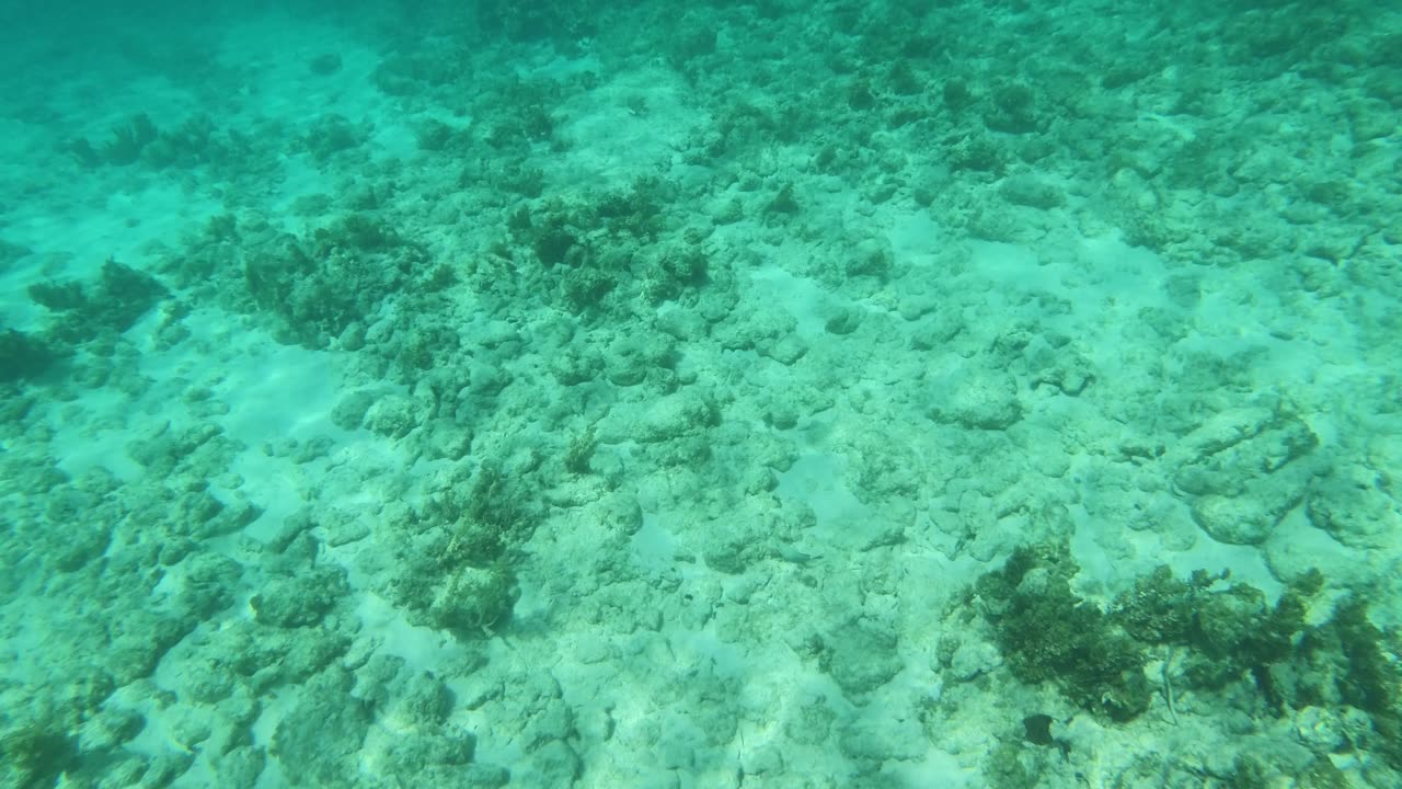 Barracuda Visit while Snorkeling in Grand Cayman - watch till the end!