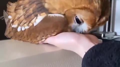 Look at this cutie!🦉🥰