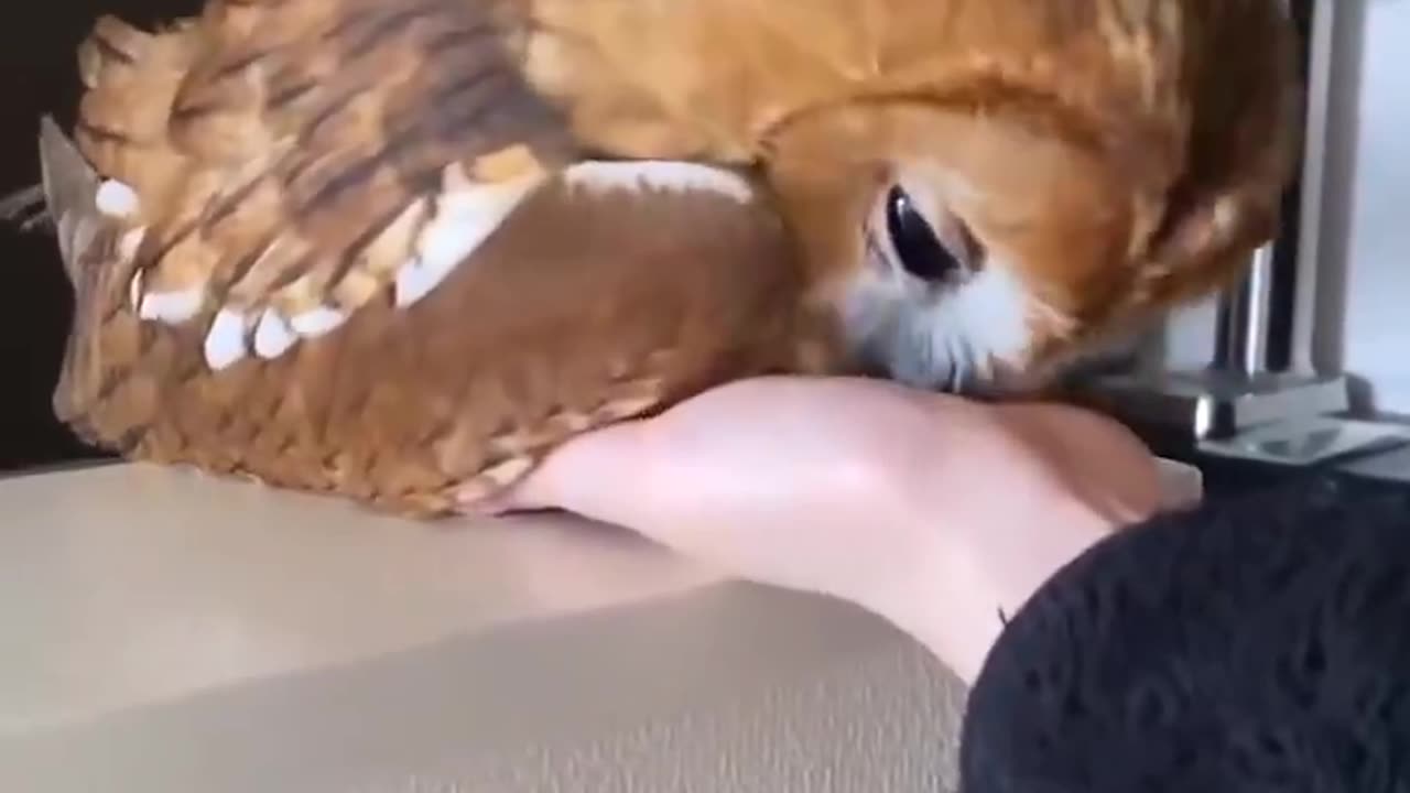 Look at this cutie!🦉🥰