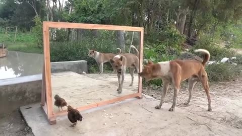 “This Dog Just Can’t Stop Laughing! 😂 | Funniest Dog Moments 2025”