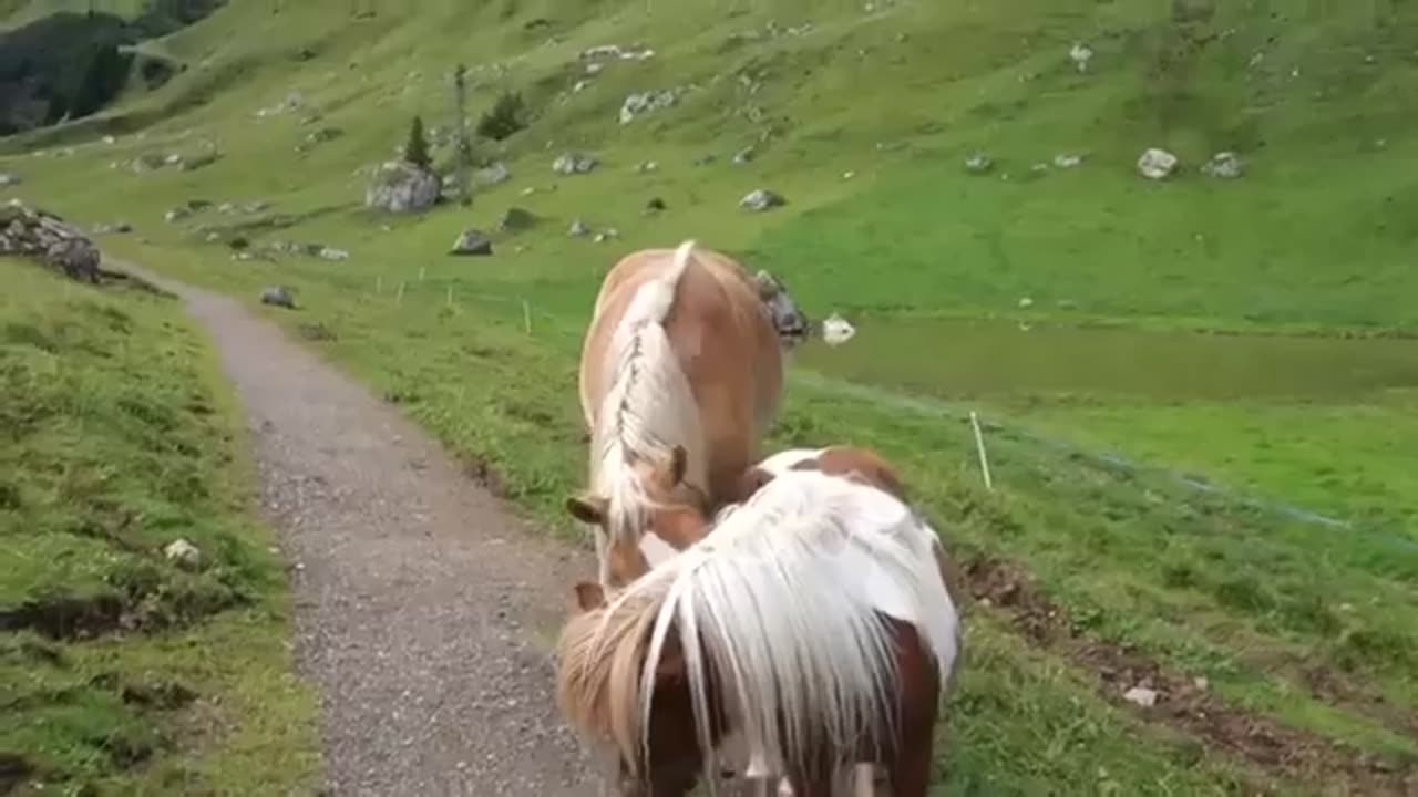 Horse Playing