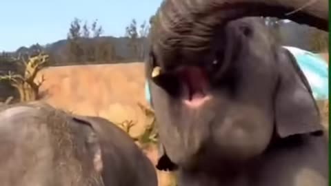 Baby Elephant fun