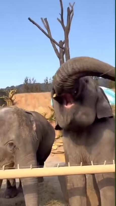 Baby Elephant fun