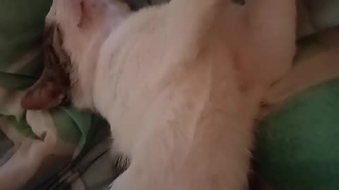 Cat is sleeping