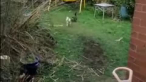 Funny animals😂😂😂