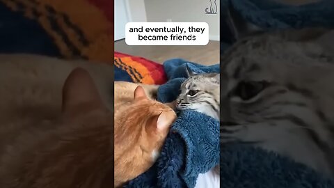 The girl thought she was saving the kitten and it turned out to be a little rat