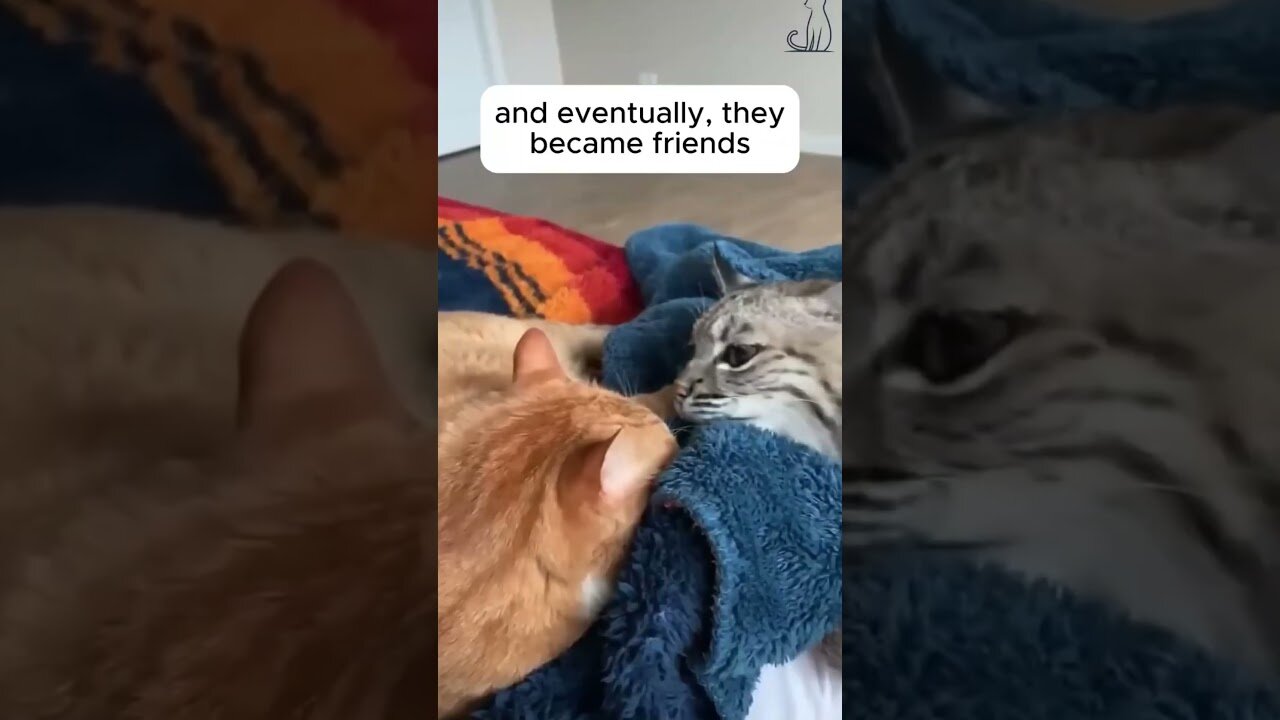 The girl thought she was saving the kitten and it turned out to be a little rat