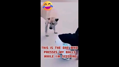 This is the one who presses my balls while I'm sleeping🤣😜