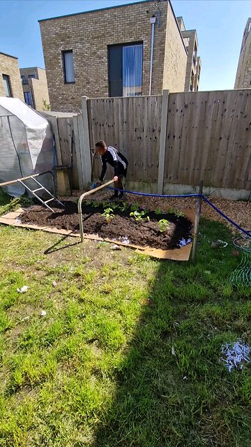 planting up our no dig bed for our first attempt growing experiment.