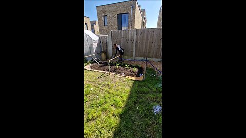 planting up our no dig bed for our first attempt growing experiment.