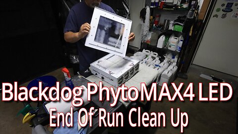 Blackdog PhytoMAX4 LED End Of Flower Cycle Clean Up.