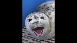 Do You Know Why Seals Like To Pat Their Bellies?