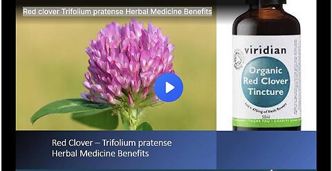 "Unlocking the Powerful Health Benefits of Red Clover (Trifolium pratense) Herbal Medicine"