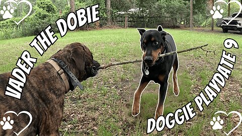 Doggie Playdate 9: Slobberfest Showdown!