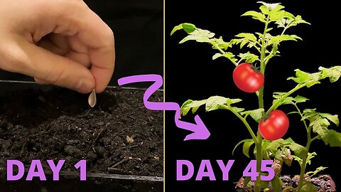 Growing TOMATO From Seed Time Lapse