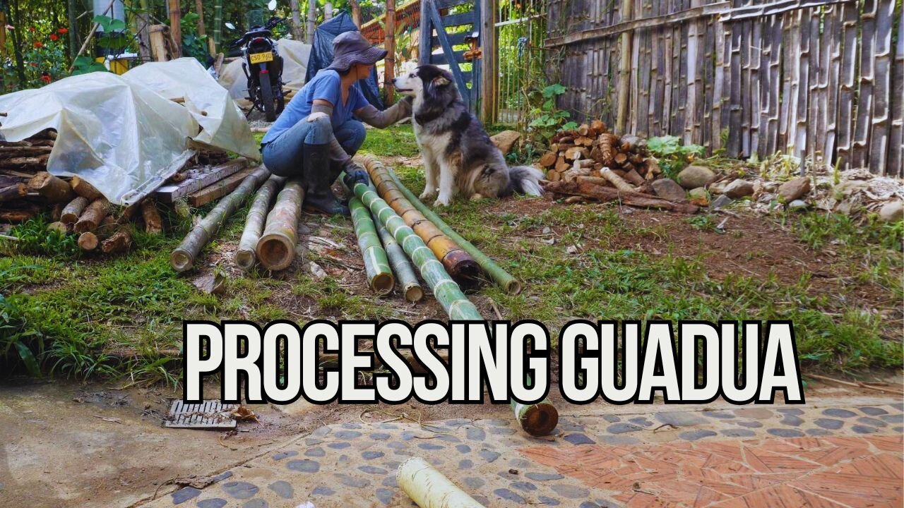 Cutting, Cleaning and Treating Guadua Bamboo | A Day on A Colombian Homestead