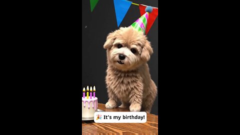 This Dog’s Birthday Party Is Cuter Than Yours! 🎂🐶