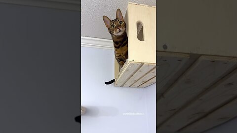 When You Find the Perfect Toy 😹