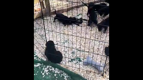 LIVE TODAY WITH PUPS