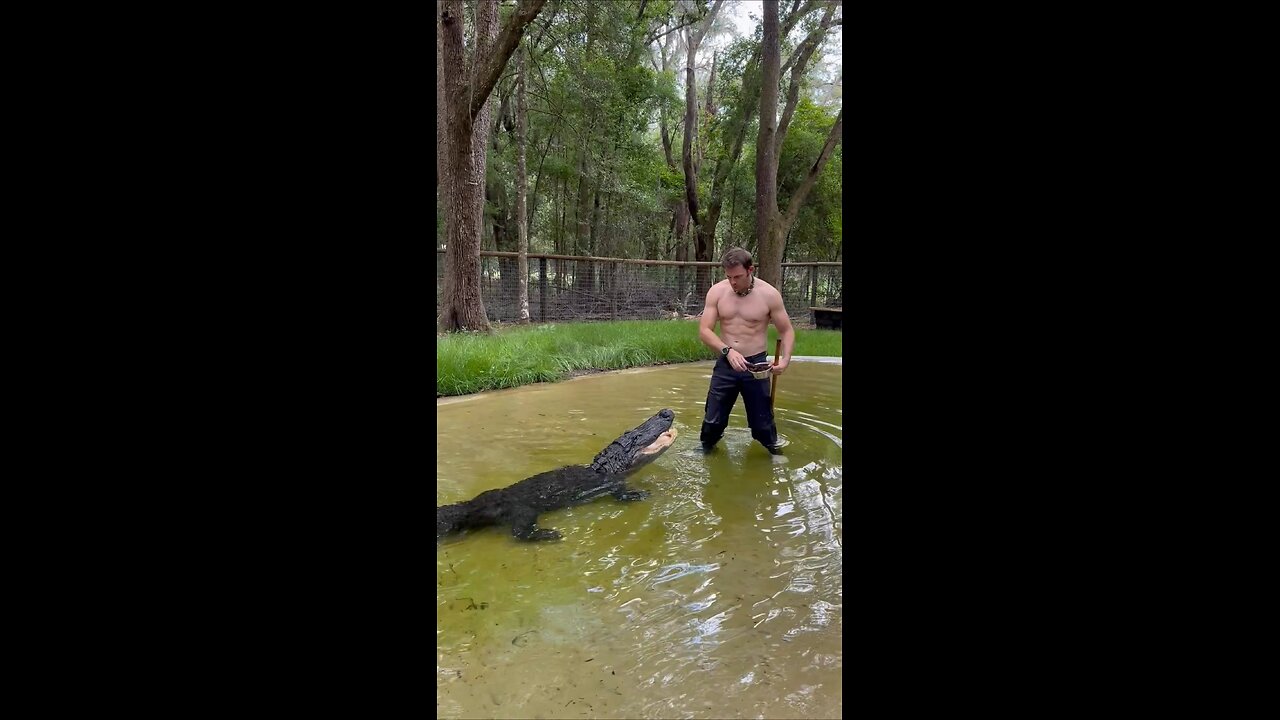 Feeding gators