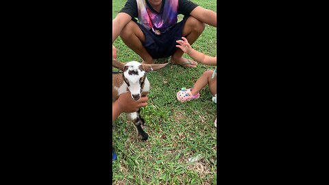 Baby goat and baby ocean playing 🐐