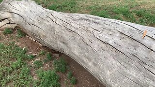 The original forest on flat earth part 4