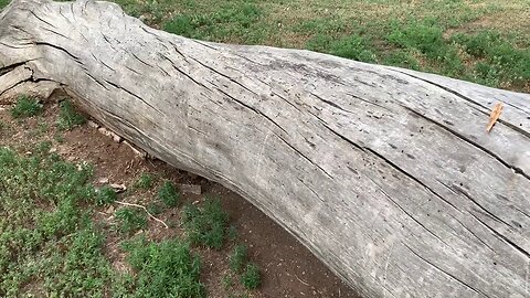 The original forest on flat earth part 4