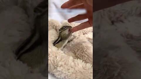 The girl picked up the baby bourbon and raised it