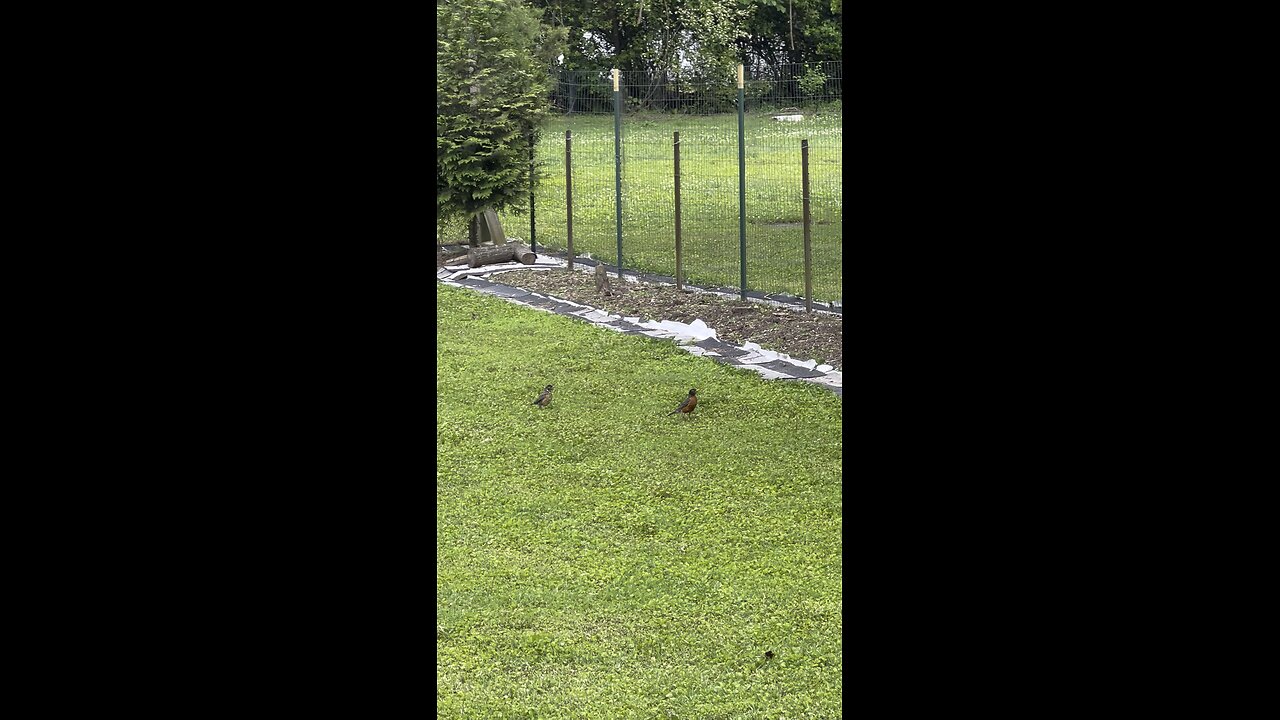 Da baby birds flew the coop!