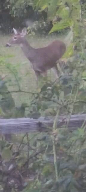 Deer Close To Back Deck